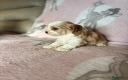 Cavapoo dogs for sale: Stunning Cavapoo puppies from family home  - Advert 11