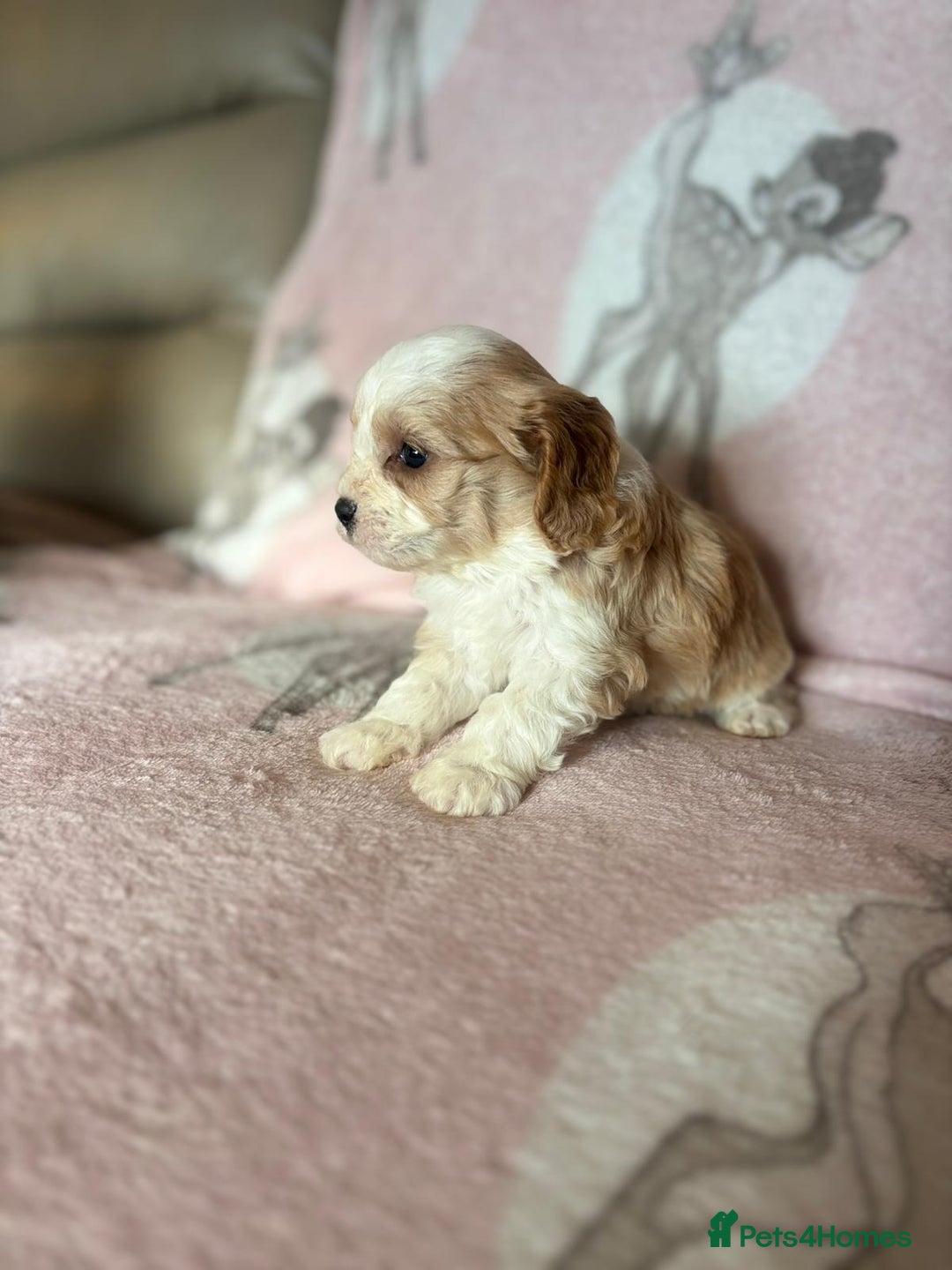 Cavapoo dogs for sale: Stunning Cavapoo puppies from family home  - Advert 11