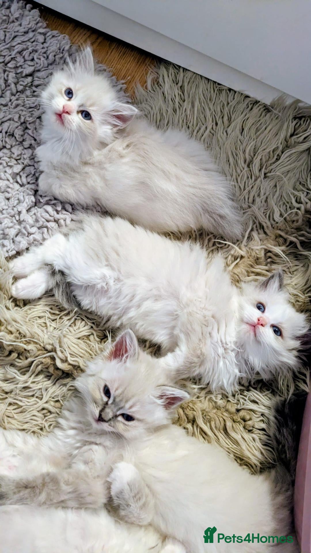 Ragdoll cats TICA Ragdoll Kittens – Blue Bicolour Boys & Girls - Advert 2