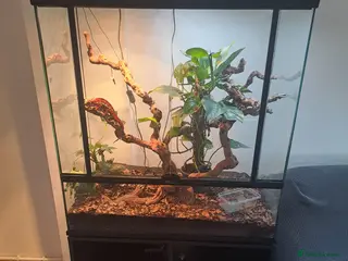 Chameleon reptiles Pantha chamelian - Advert 1