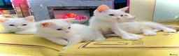 Ragdoll cats for sale: ragdoll kitten different eye colours  - Advert 15