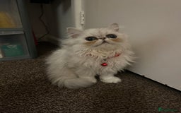 Persian cats for sale: Persian pure kittens  - Image 9