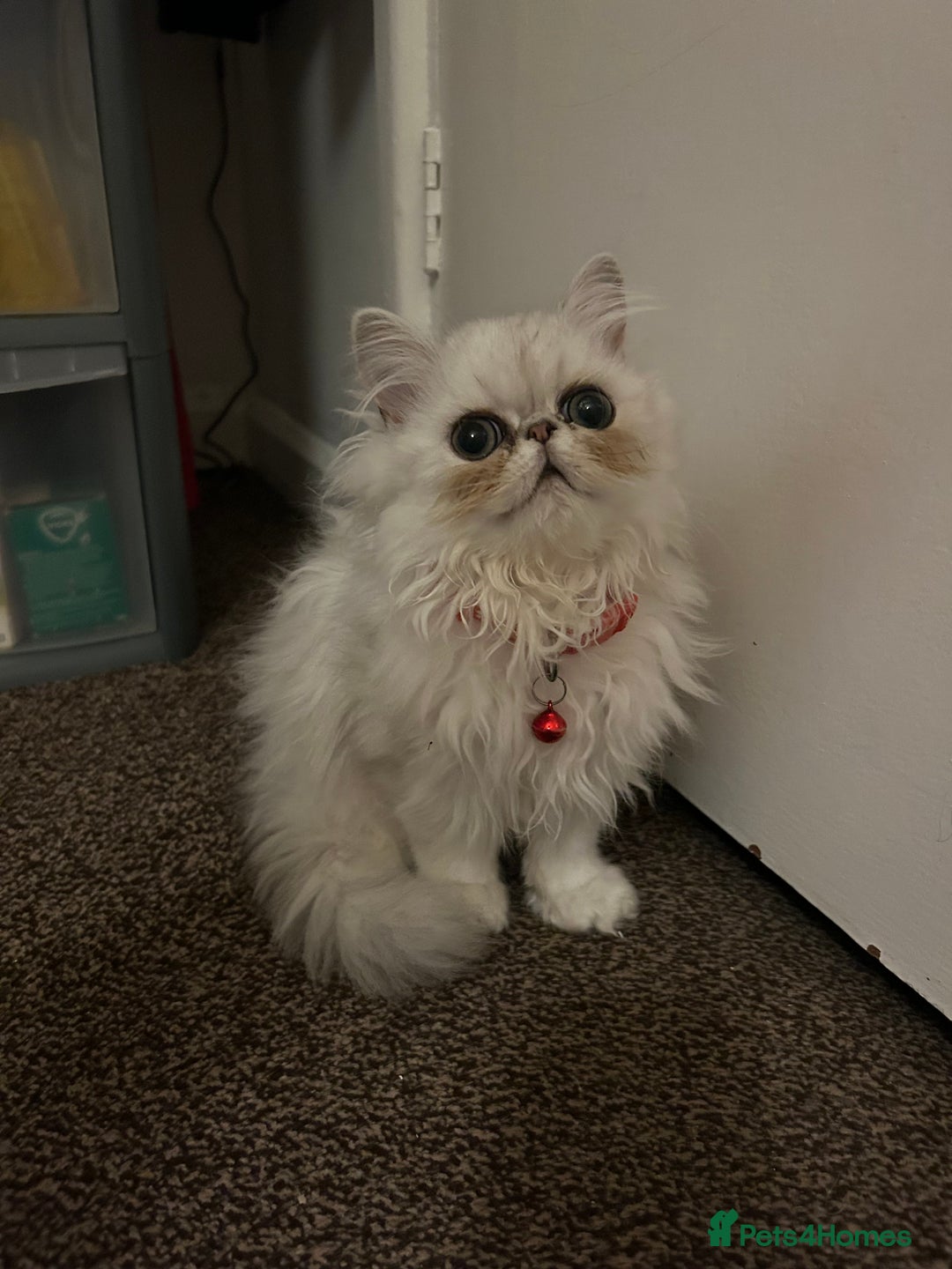 Persian cats for sale: Persian pure kittens  - Image 9
