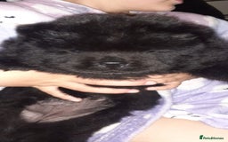 Chow Chow dogs for sale:  KC registered Chow Chow puppies for sale.🤗 - Image 25