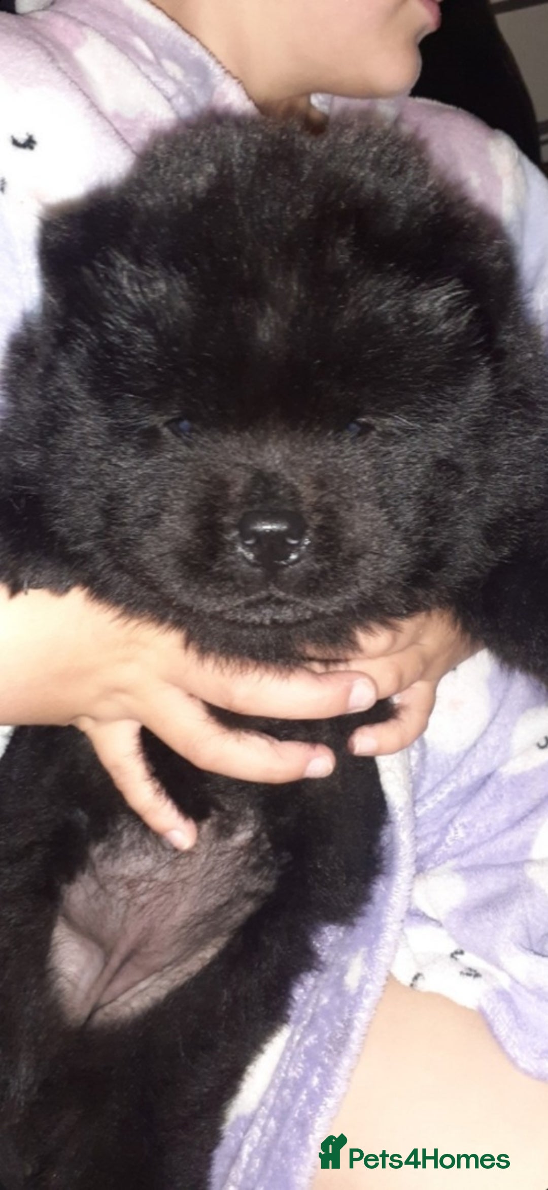 Chow Chow dogs for sale:  KC registered Chow Chow puppies for sale.🤗 - Image 25