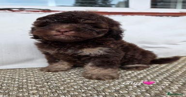 Labradoodle dogs - Advert 15