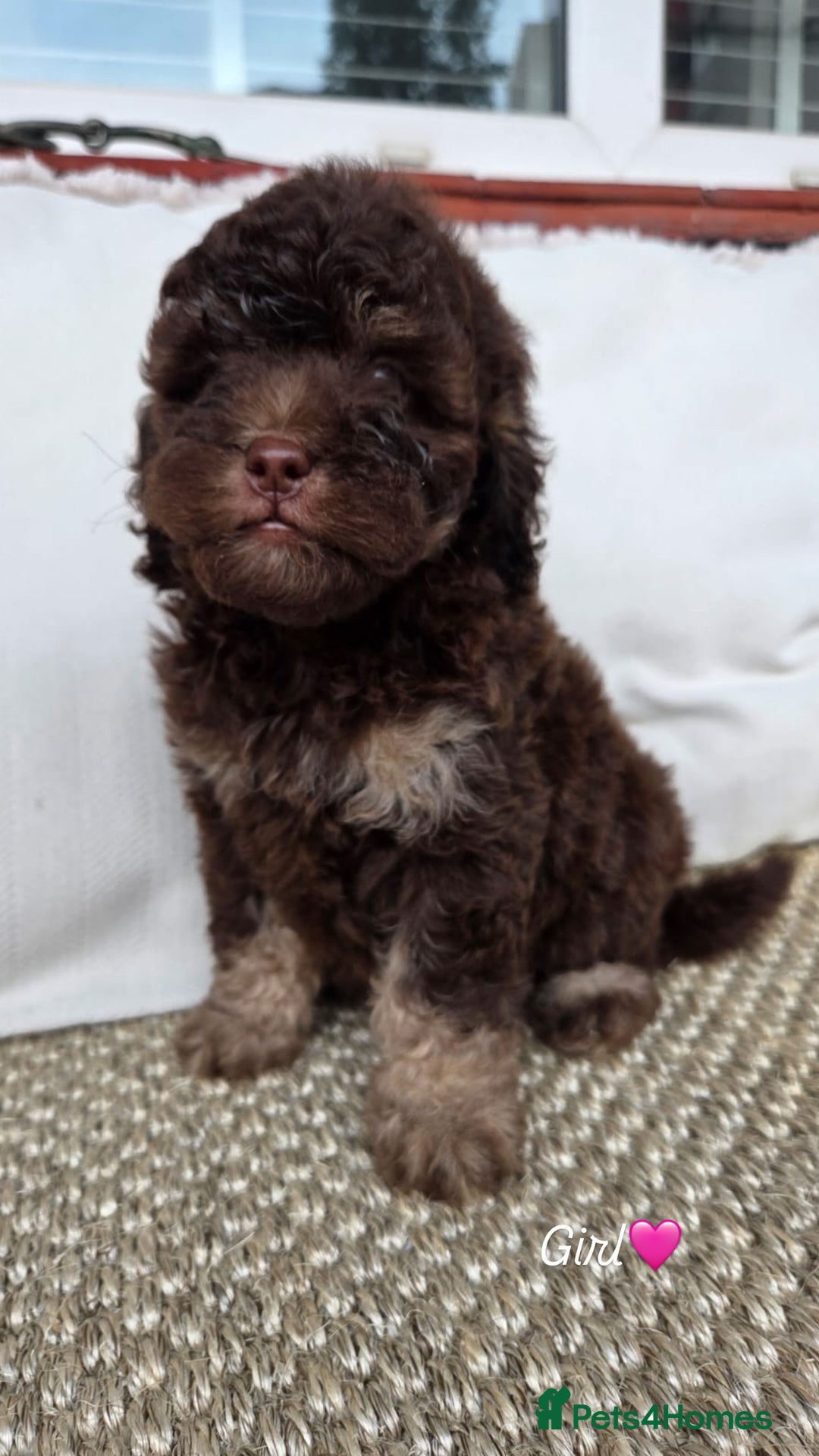 Labradoodle dogs for sale: 7 labradoodle puppies for sale - Image 2