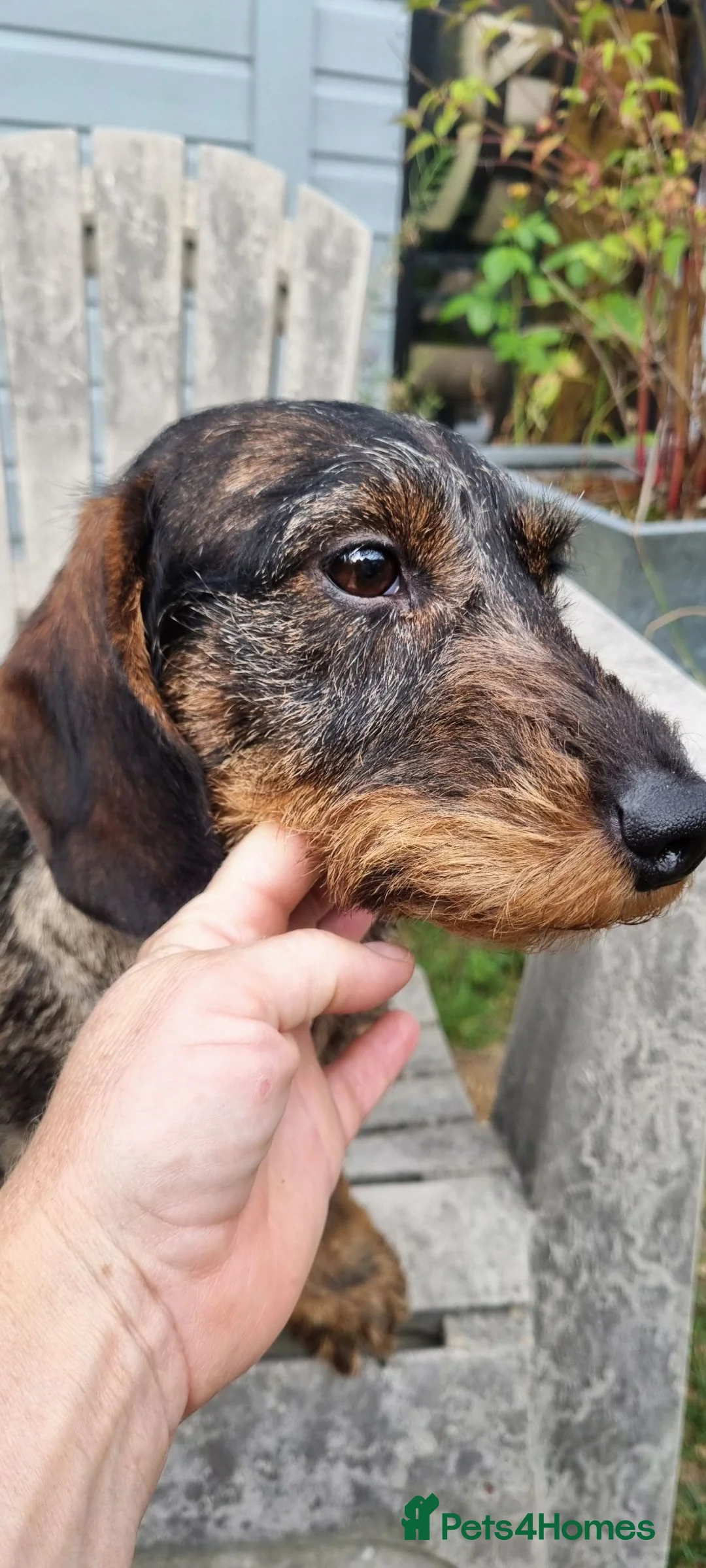 Miniature Dachshund dogs for stud: KC Teckel Merle Wirehaired Stud  - Advert 2