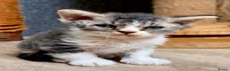 Selkirk Rex cats for sale: Gorgeous Selkirk rex kittens 😻 - Advert 6