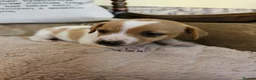 Jack Russell dogs for sale: TRADITIONAL JACK RUSSELL FROM WORKING ORGANIC FARM - Advert 14
