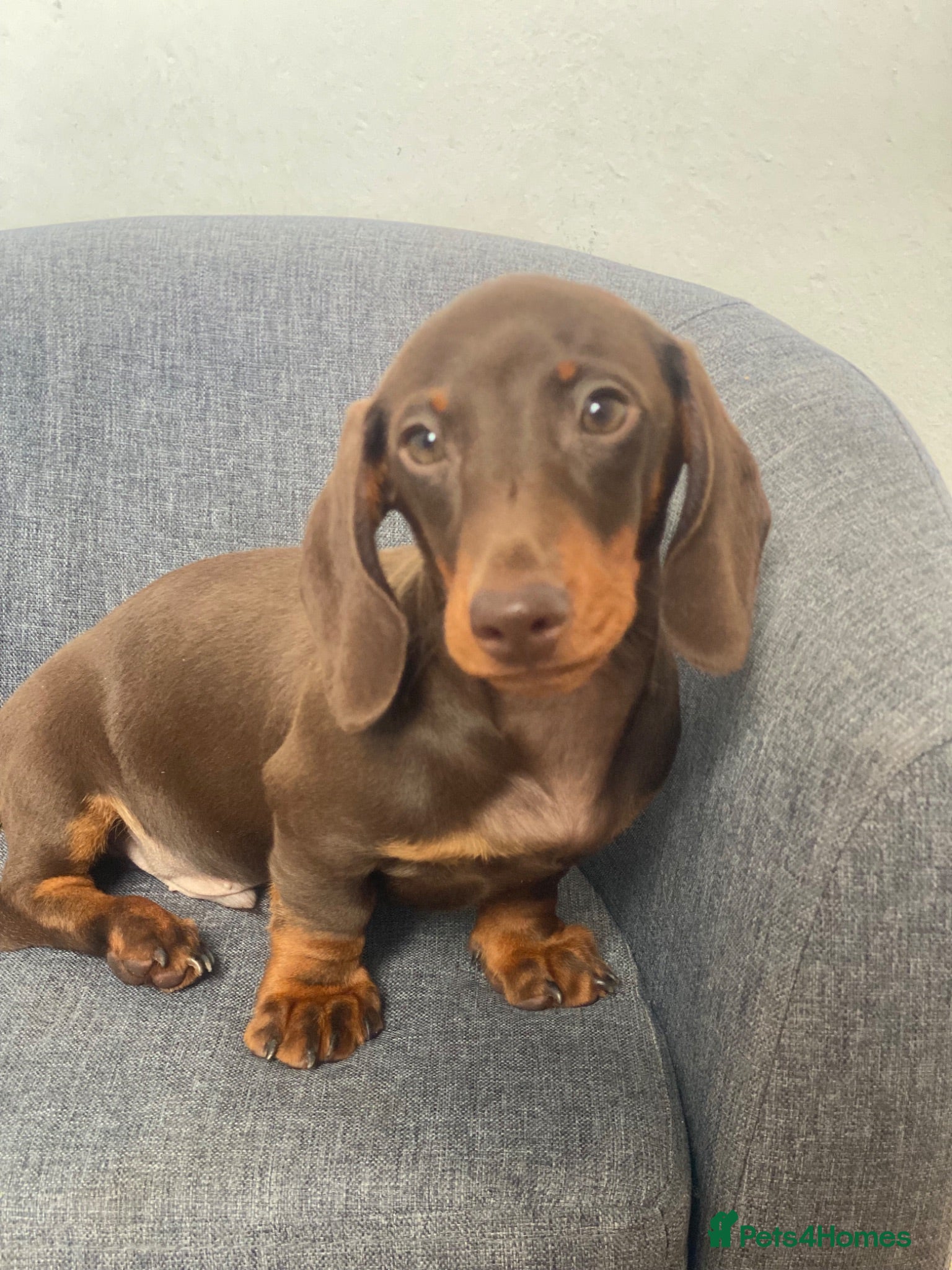 Miniature Dachshund dogs One Beautiful boy left, KC reg, pra clear - Advert 13