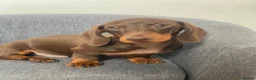 Miniature Dachshund dogs for sale: One Beautiful boy left, KC reg, pra clear - Advert 1