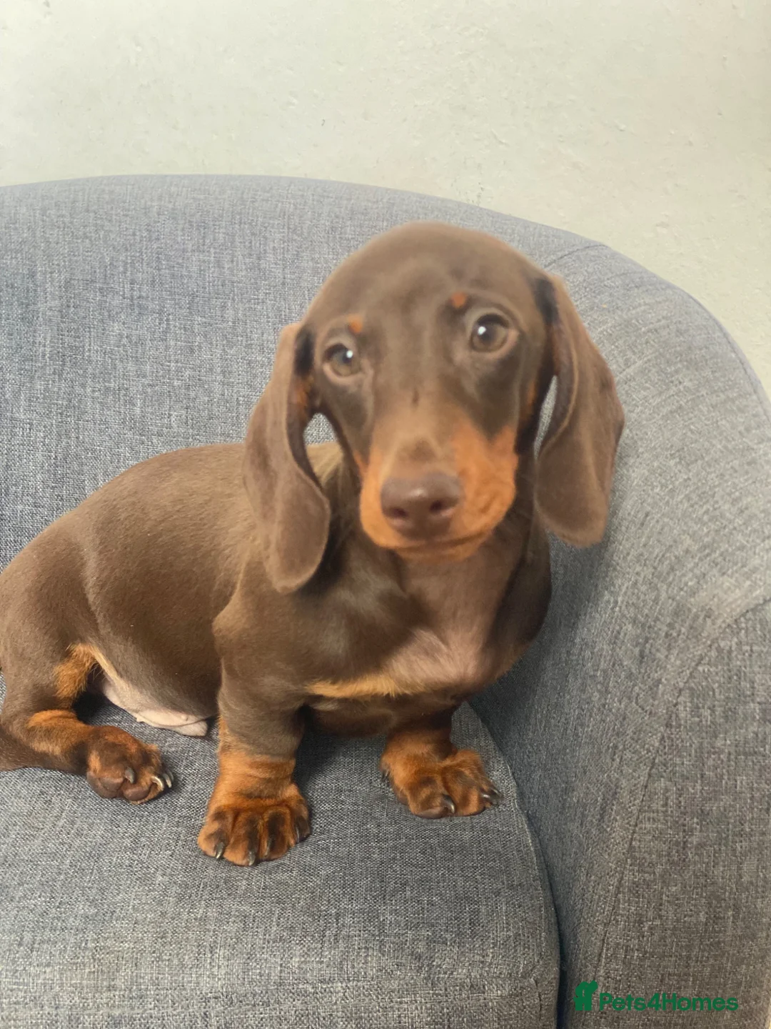 Miniature Dachshund dogs for sale: One Beautiful boy left, KC reg, pra clear - Advert 1