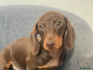 Miniature Dachshund dogs One Beautiful boy left, KC reg, pra clear - Advert 13