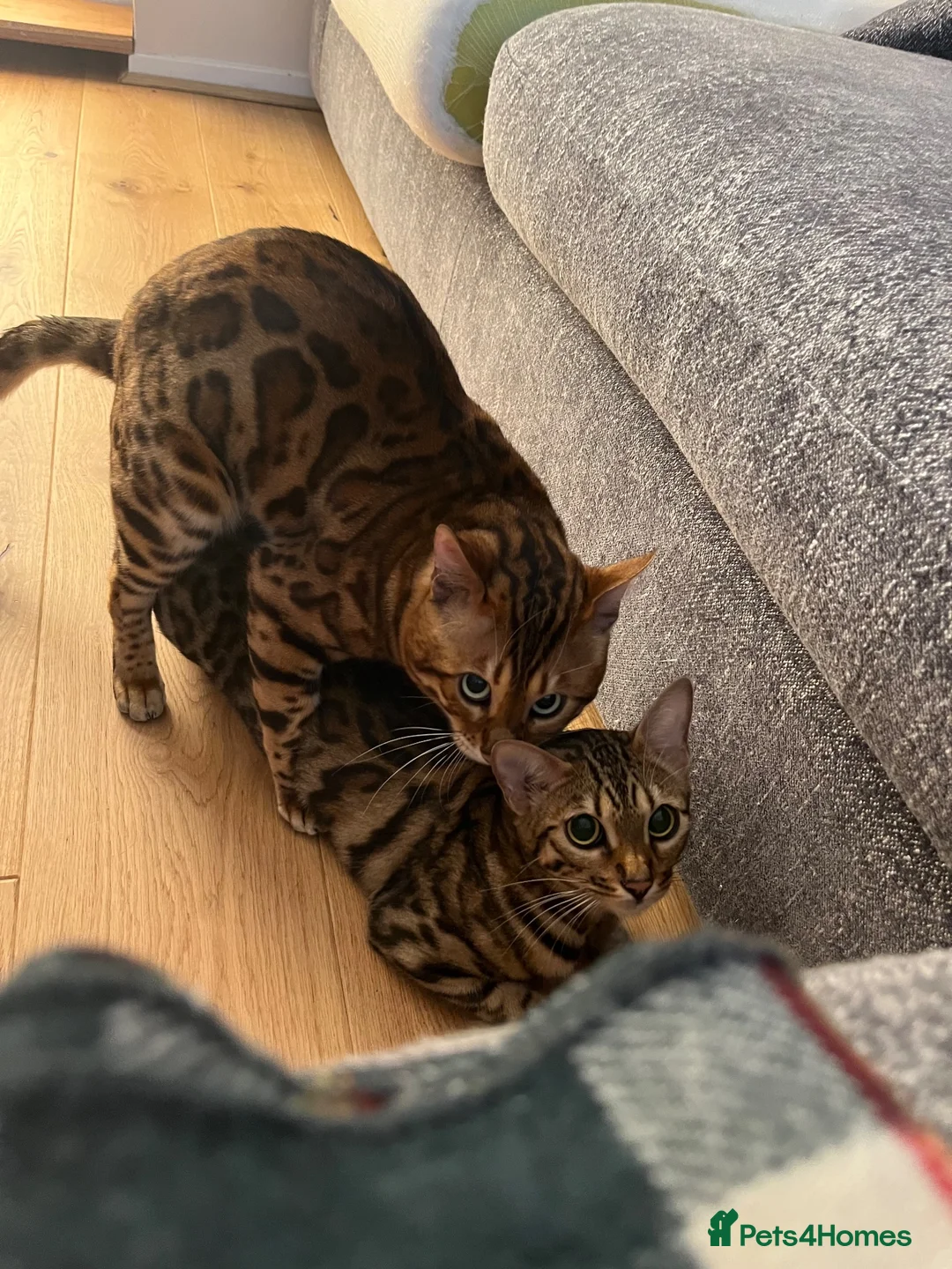 Bengal cats for sale: Bengal kittens  - Advert 8