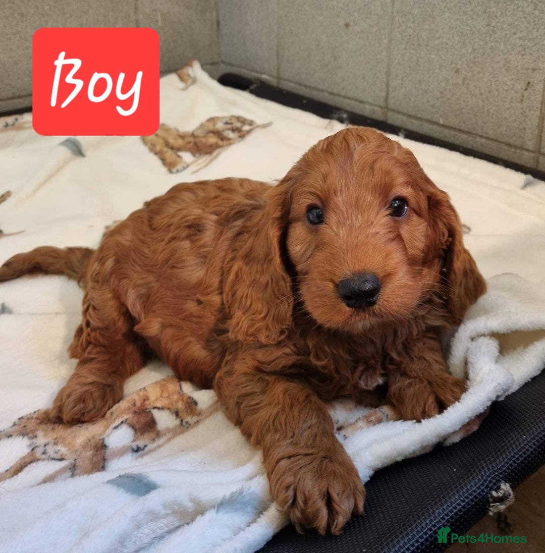 Cockapoo dogs for sale: Cockapoo puppies - Advert 9