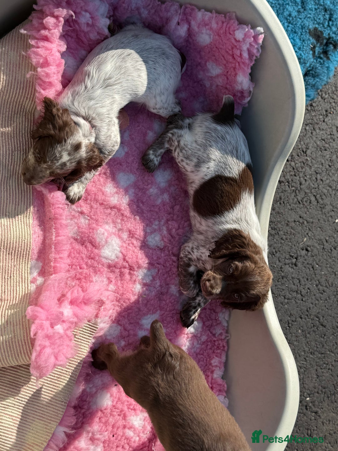 Cocker Spaniel dogs for sale: READY FOR NEW HOMES CAN LEAVE homes health tested  - Image 38
