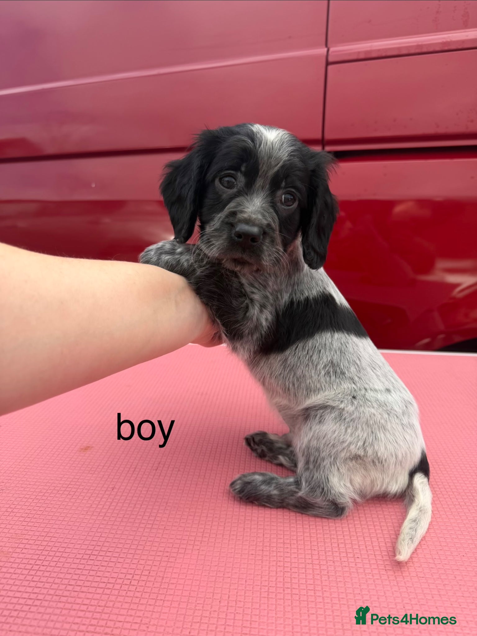 Cocker Spaniel dogs beautiful litter of cocker spaniels for sale  - Advert 13