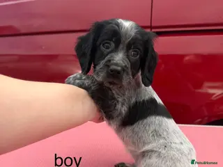 Cocker Spaniel dogs beautiful litter of cocker spaniels for sale - Advert 8