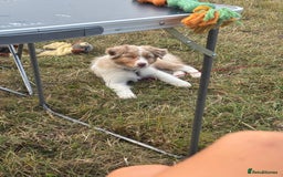 Australian Shepherd dogs for sale: Red Merle Australian Shepherd Puppy - Image 6