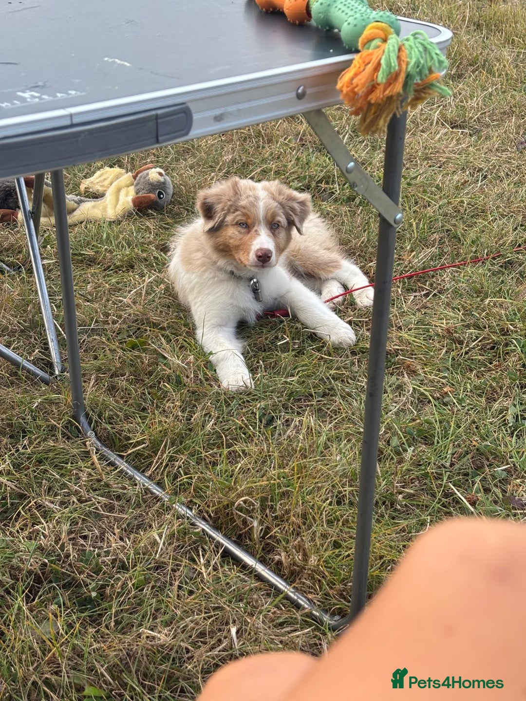 Australian Shepherd dogs for sale: Red Merle Australian Shepherd Puppy - Image 6