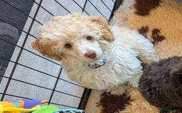Miniature Poodle dogs for sale: Beautiful KC registered miniature poodles  - Image 19