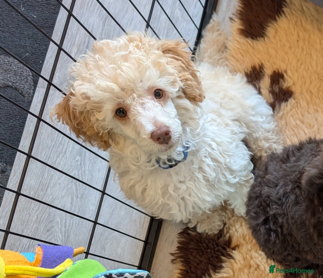 Miniature Poodle dogs for sale: Beautiful KC registered miniature poodles  - Image 19