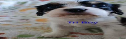 Mixed Breed dogs for sale: Beautiful Cavalier Mix Breed pups - Advert 4