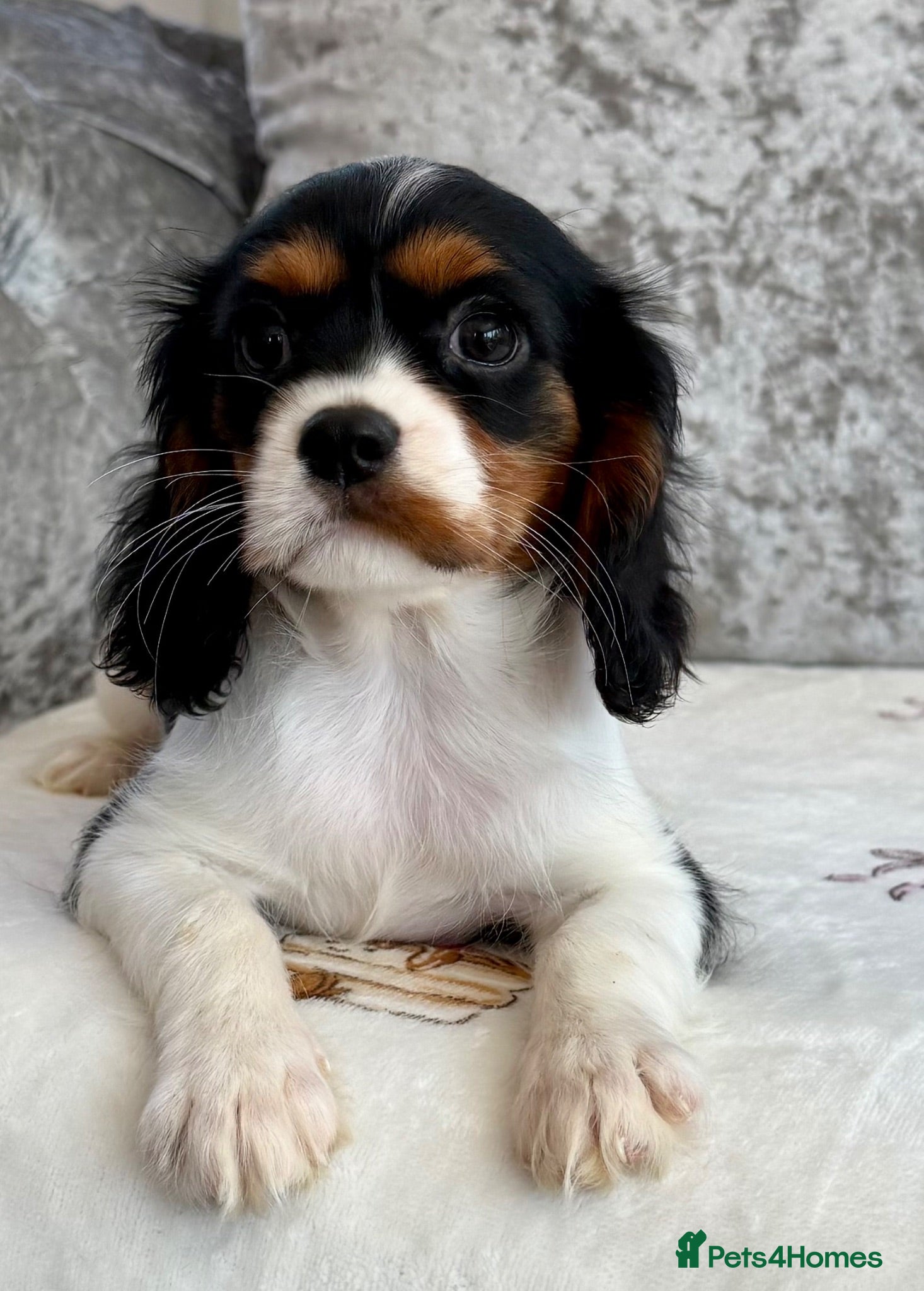 Cavalier King Charles Spaniel dogs Stunning KC registered tri girls - Advert 2