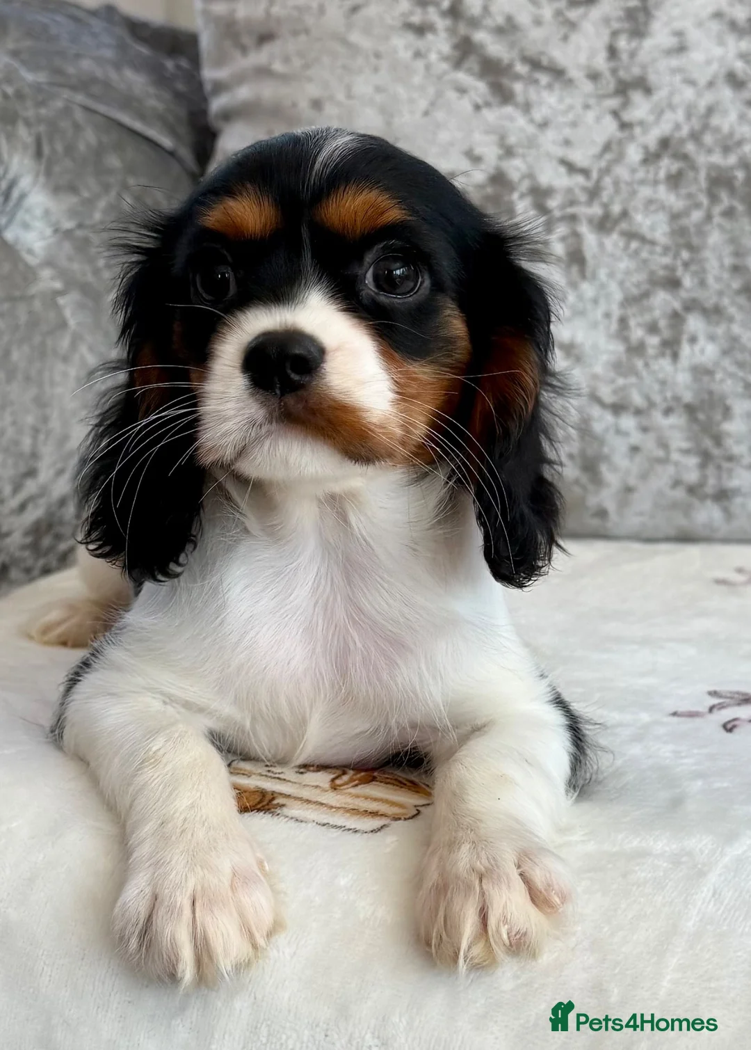 Cavalier King Charles Spaniel dogs for sale: Stunning KC registered tri girls - Advert 2