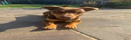 Jack Russell dogs for stud: Bruce – Handsome, Well-Tempered Stud Dog Available - Advert 3