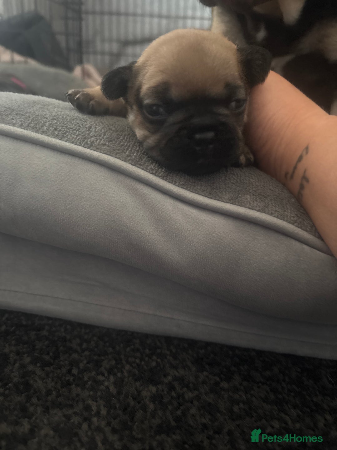 French Bulldog dogs for sale: Beautiful French bulldog puppies - Image 16