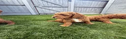 Cockapoo dogs for sale: Stunning Red & Apricot Cockapoo  (F1b) DNA Tested in Redditch - Advert 7