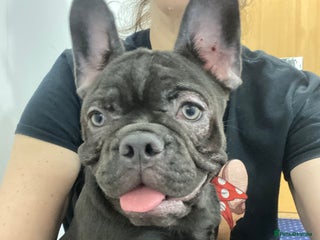 French Bulldog dogs LEFT 1 French Bulldog Girl 🐶 & 1 Boys 🐶❤️ - Advert 8