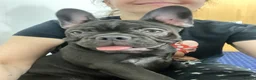 French Bulldog dogs for sale: KC registered French Bulldog Girl  & 1 Boys 🐶❤️ - Advert 4