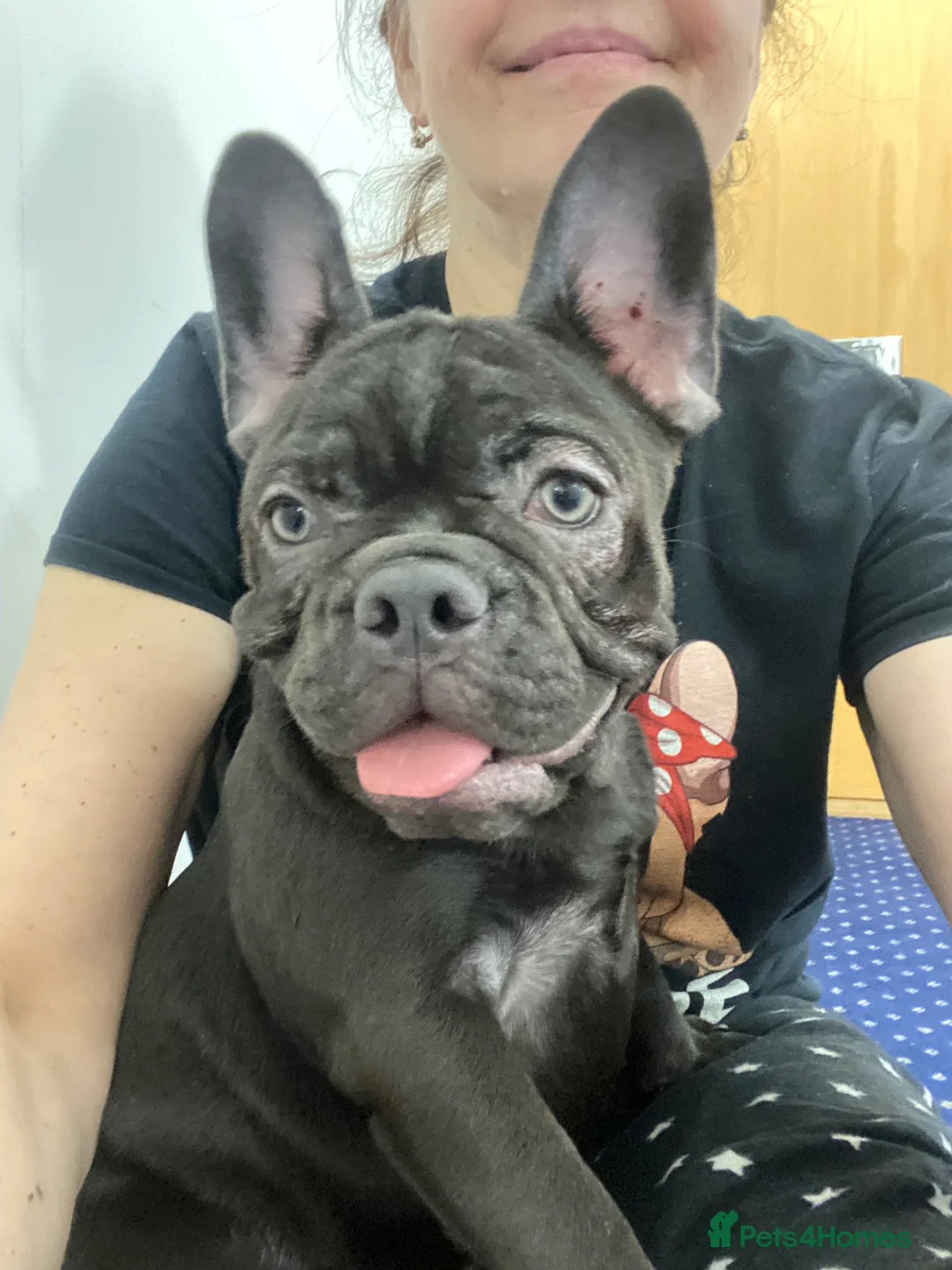 French Bulldog dogs for sale: KC registered French Bulldog Girl  & 1 Boys 🐶❤️ - Advert 4