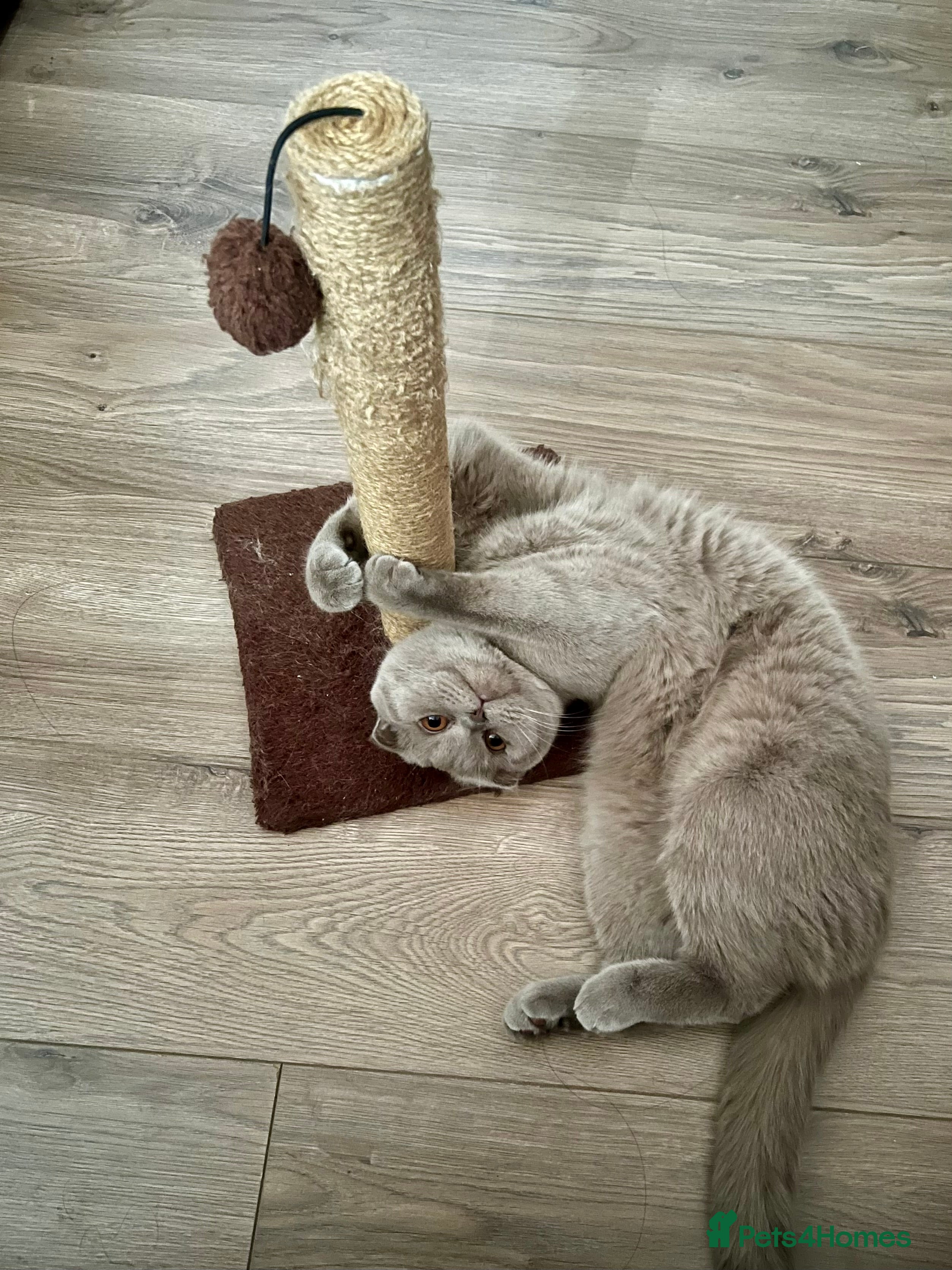 British Longhair cats British Kittens - Raised in a Loving Family Home - Advert 1