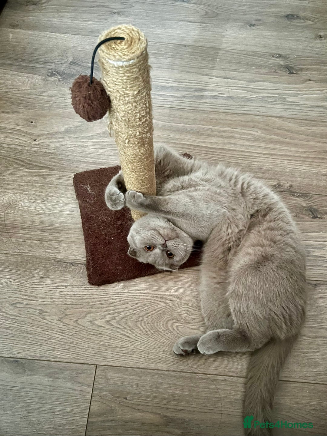 British Longhair cats for sale: British - Advert 1