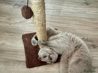 British Longhair cats British - Advert 1