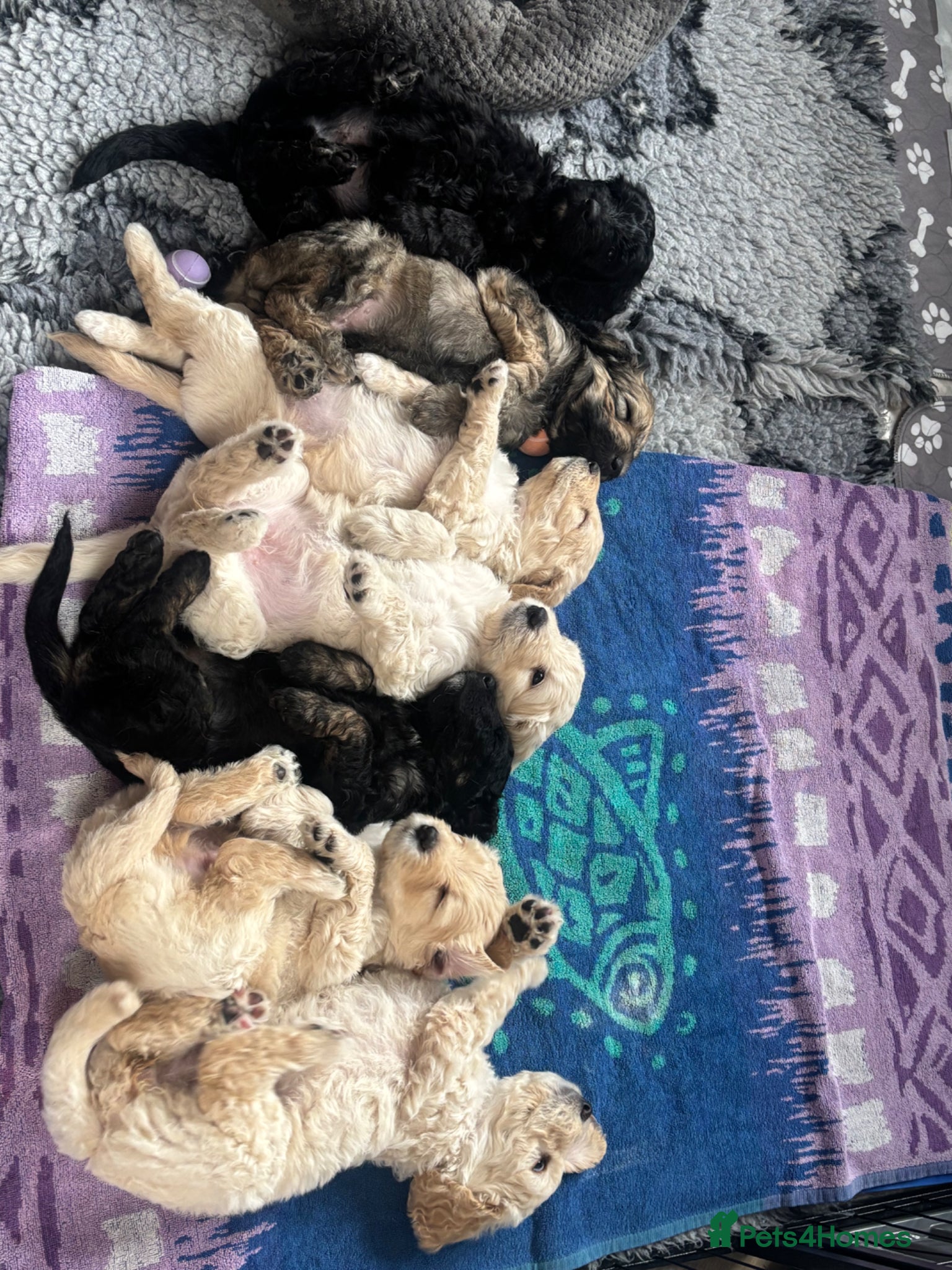 Double Doodle dogs Beautiful Golden St Bernadoodle Puppies for Sale  - Advert 1