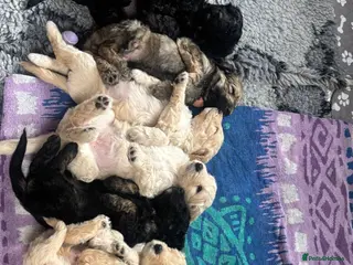 Double Doodle dogs Beautiful Golden St Bernadoodle Puppies for Sale - Advert 1