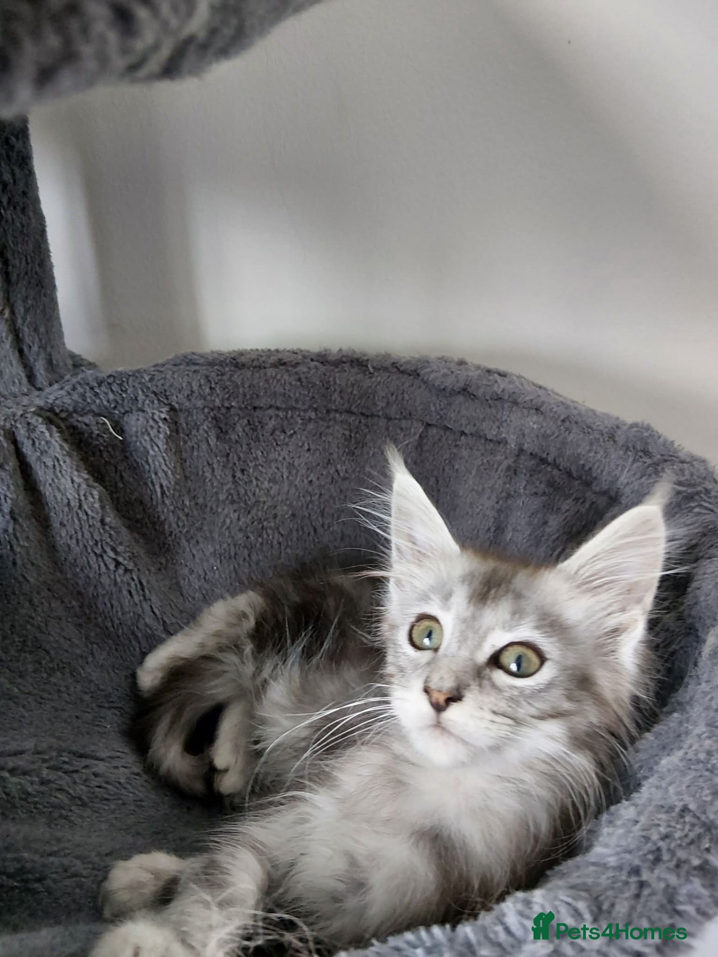 Maine Coon cats Majestic fluffballs FOR SALE (1 kitten left) - Advert 1