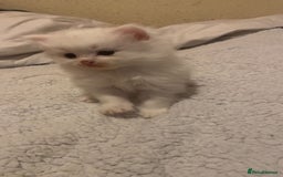 Mixed Breed cats for sale: beautiful kittens for sale  - Image 4