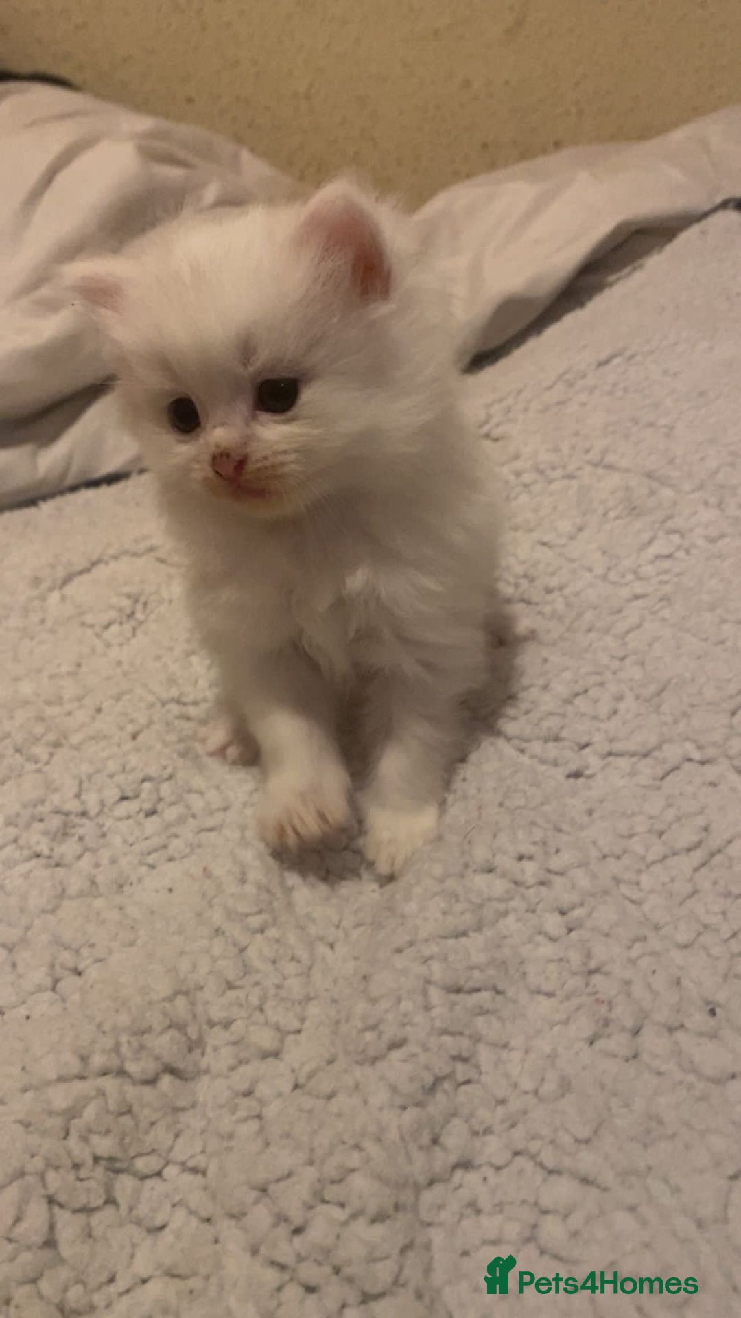 Mixed Breed cats for sale: beautiful kittens for sale  - Image 4