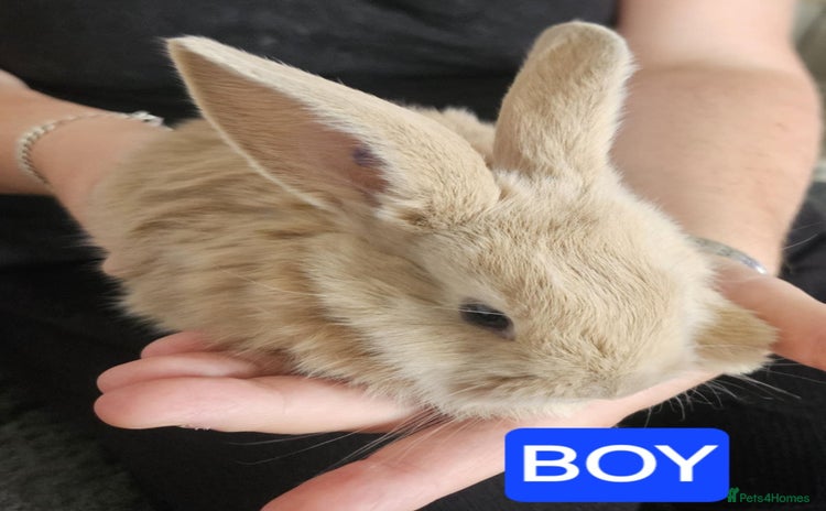Continental Giant rabbits - Advert 1