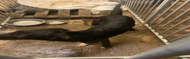 Ben