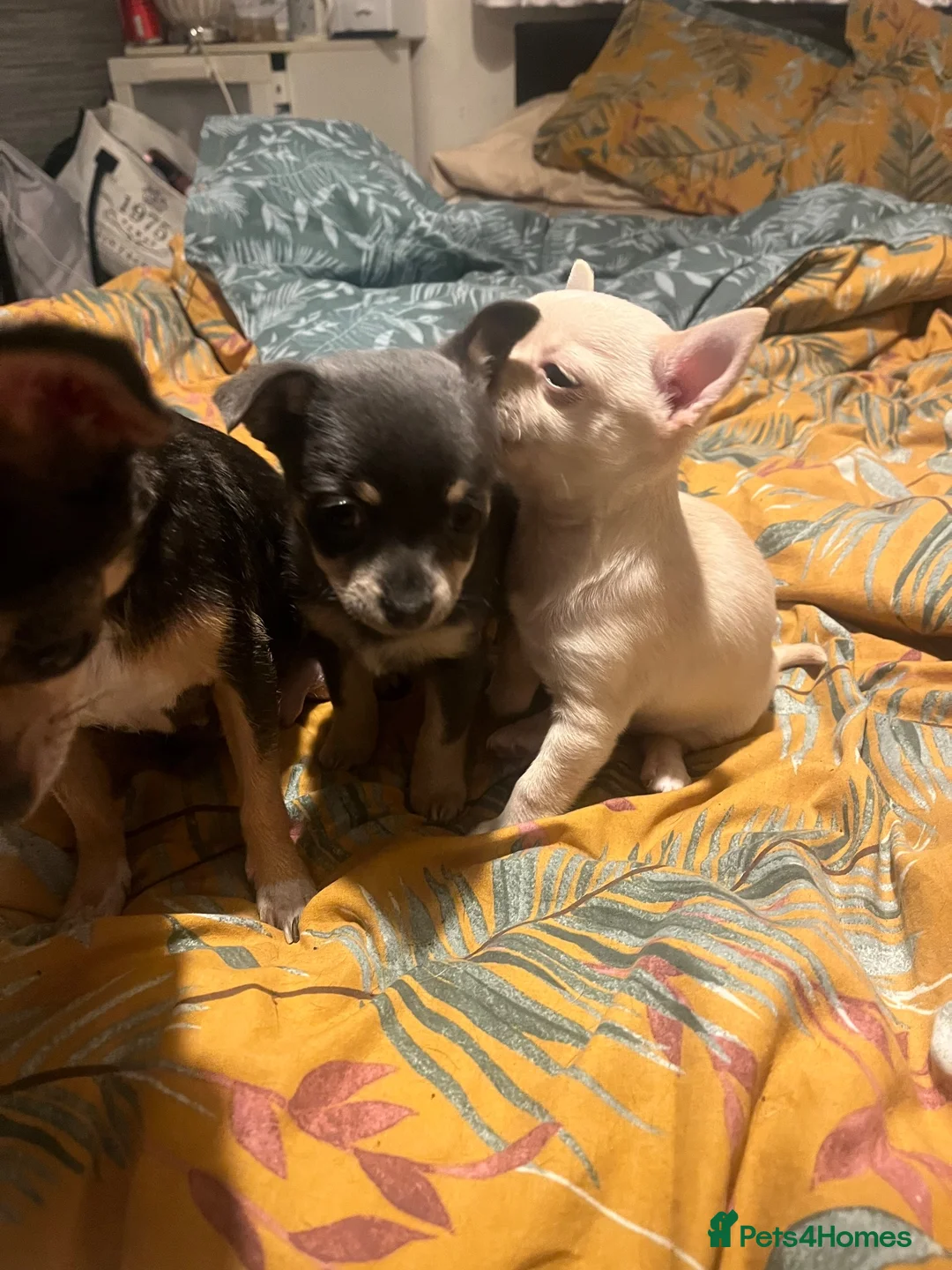 Chihuahua dogs for sale: 2 gorgeous little chihuahua girls - Advert 10