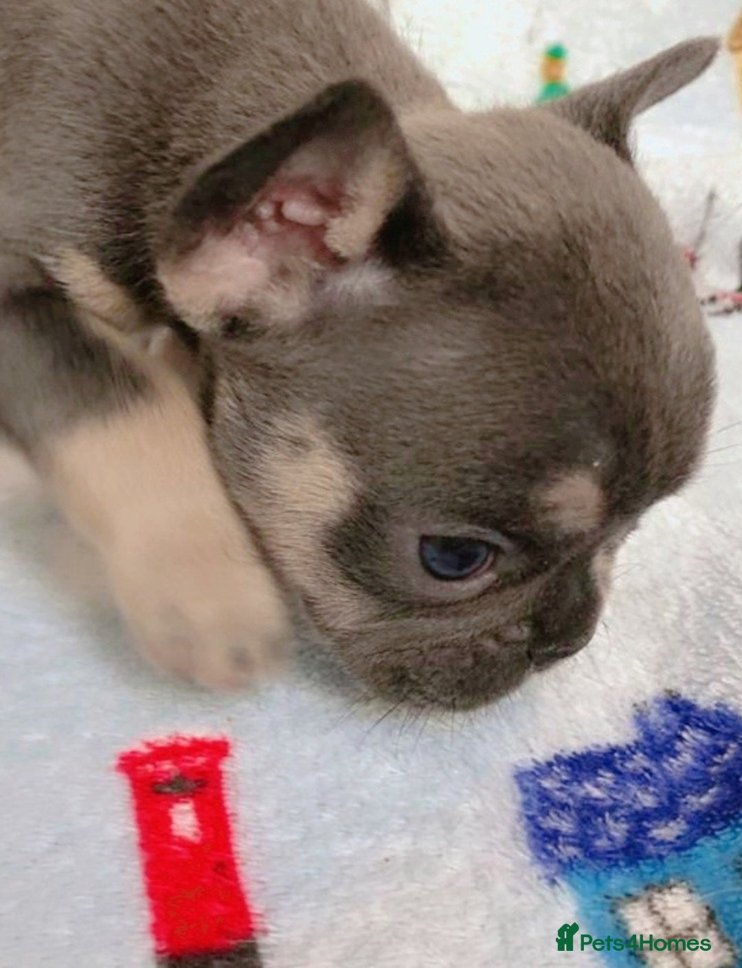 French Bulldog dogs for stud: Top Quality Stud RAMSGATE 🎯🎯 KC registered💣💣  in Ramsgate - Advert 15