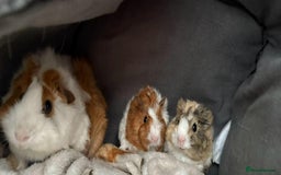 Guinea Pig rodents for sale: Gorgeous Baby Piggies 3 x Girls - Image 15