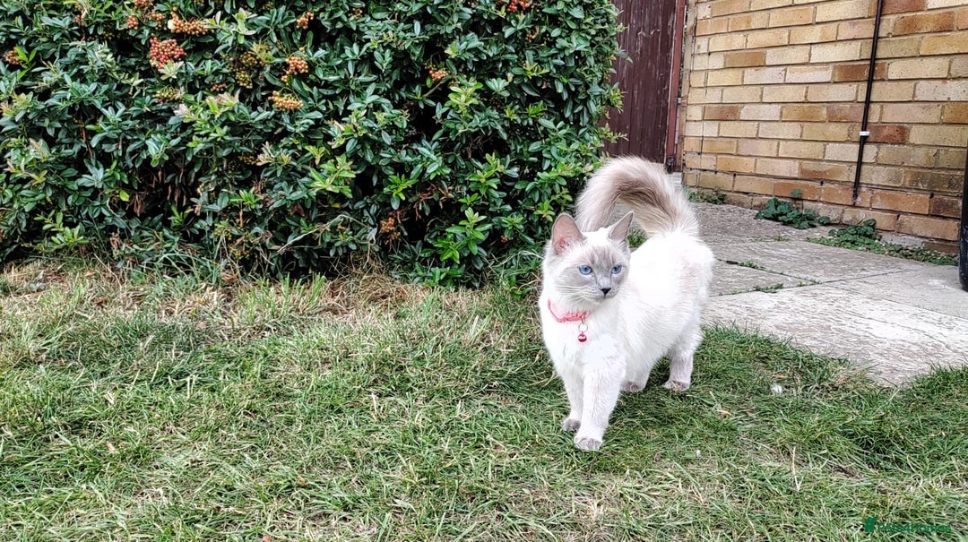 Ragdoll cats for sale: Half breed Ragdoll female kitten available  - Image 18